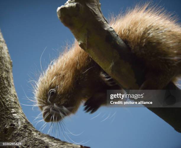 Baby Coendou porcupine born on 07 November 2015 makes its way down a tree branch in its enclosure at the zoo in Frankfurt am Main, Germany, 03...