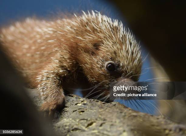 Baby Coendou porcupine born on 07 November 2015 makes its way down a tree branch in its enclosure at the zoo in Frankfurt am Main, Germany, 03...