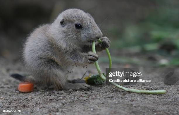 Black tailed prairie dog baby chews on its food in its enclosure at the Hagenbeck Zoo in Hamburg, Germany, 07 May 2015. The zoo has begun its annual...