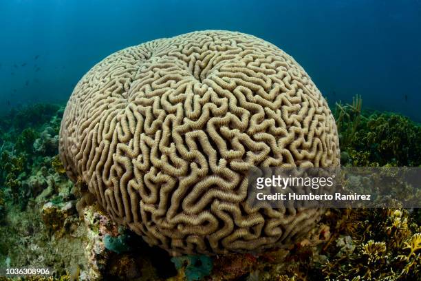 brain coral. - brain coral stock pictures, royalty-free photos & images