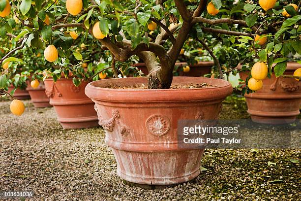 lemon trees in tuscany, italy - citrus limon foto e immagini stock