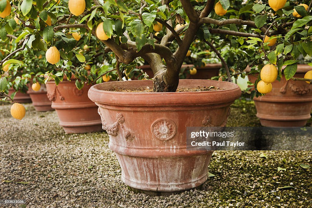 Lemon Trees in Tuscany, Italy