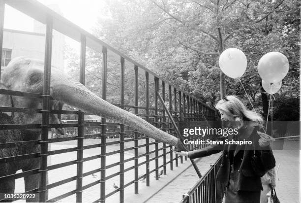 Pair of balloons in one hand, American actress Candice Bergen laughs as she feeds an elephant at the Central Park Children's Zoo, New York, New York,...