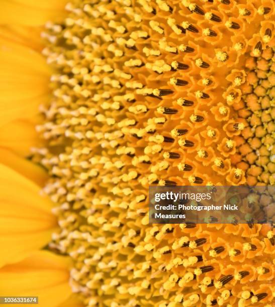 close up of sunflower - famiglia delle margherite foto e immagini stock