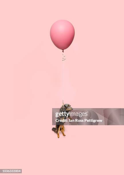 cute dog tied to a balloon and floating - dachshund stock pictures, royalty-free photos & images