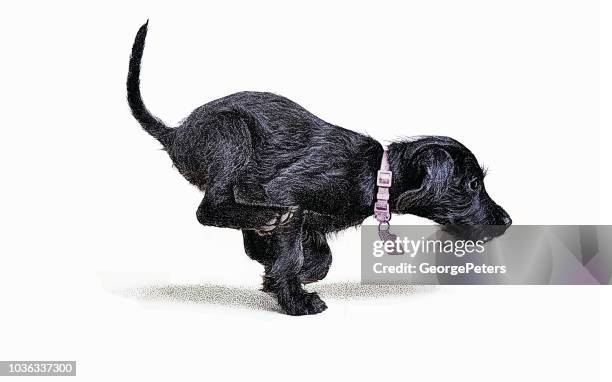 playful puppy running - fragility stock illustrations