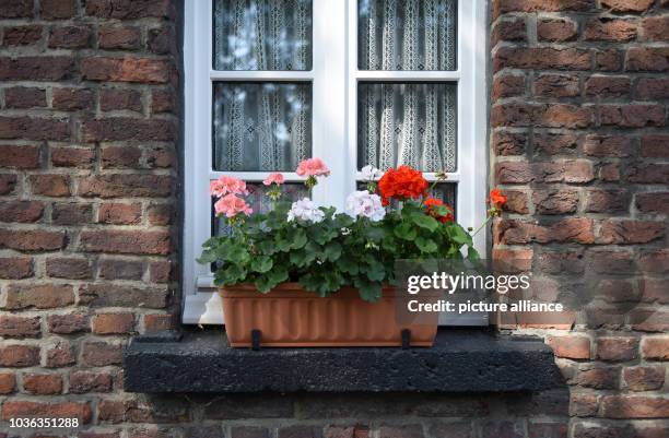 Flower box stands on a window sill at the workers' settlement in Eisenheim in Oberhausen, germany, 19 August 2016. Photo: Caroline Seidel/dpa | usage...