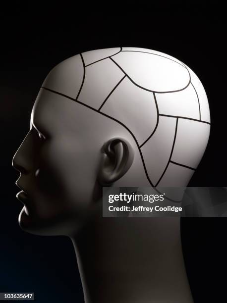 phrenology head - phrenology head stock pictures, royalty-free photos & images