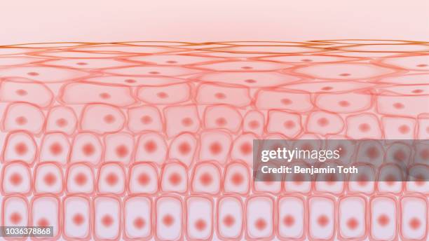 ilustraciones, imágenes clip art, dibujos animados e iconos de stock de células del tejido de la piel - piel humana