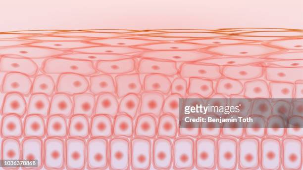 skin tissue cells - human skin stock illustrations