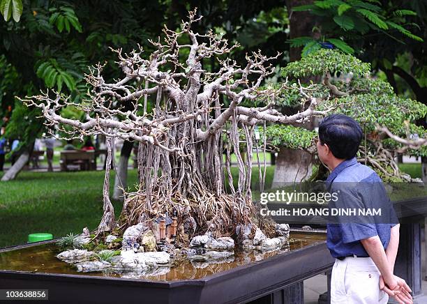 Man inspects a bonsai on display at a local exhibition being held in Hanoi on August 26, 2010. Growing bonsais is not only a leisure but also a...