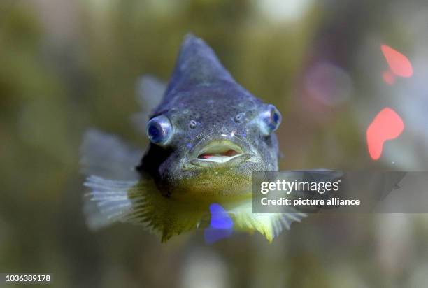 A lumpfish swimS in an aquarium at the Multimar Wattforum in Toenning, Germany, 03 February 2015. 30 lumpfish were born here ten months ago. The...