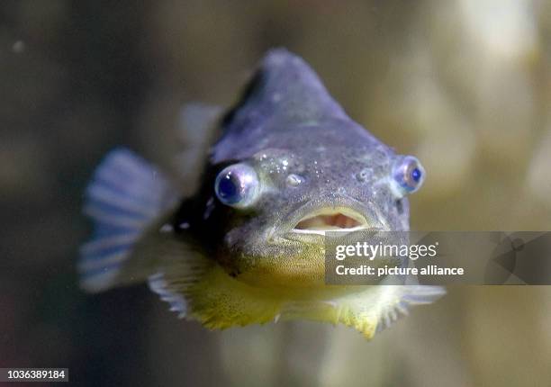 A lumpfish swimS in an aquarium at the Multimar Wattforum in Toenning, Germany, 03 February 2015. 30 lumpfish were born here ten months ago. The...