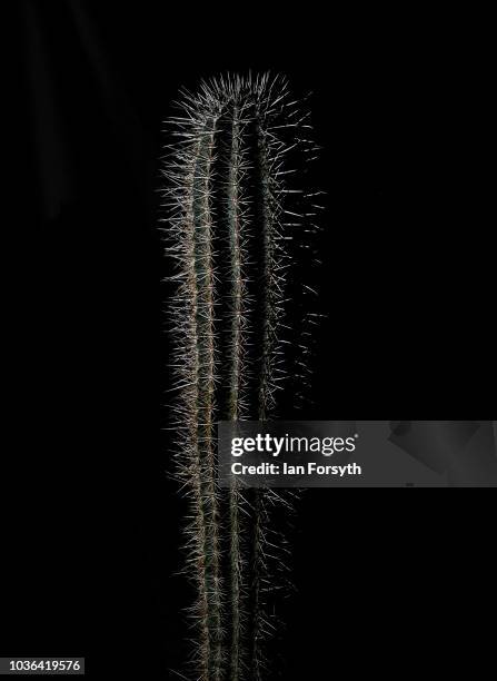 Cactus is displayed on the first day of the Harrogate Autumn Flower Show held at the Great Yorkshire Showground on September 14, 2018 in Harrogate,...