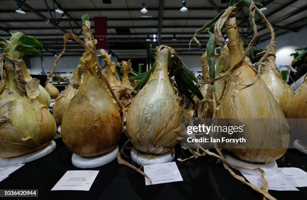 Heavy onions are displayed ahead of judging on the first day of the Harrogate Autumn Flower Show held at the Great Yorkshire Showground on September...
