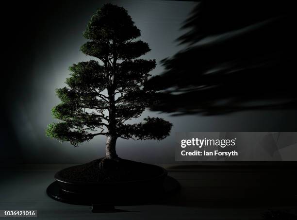 Western Hemlock, Tsuga heterophyllan Bonsai tree is displayed on the first day of the Harrogate Autumn Flower Show held at the Great Yorkshire...