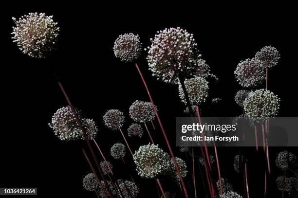 Detail of Allium Summer Drummer flowers on the first day of the Harrogate Autumn Flower Show held at the Great Yorkshire Showground on September 14,...