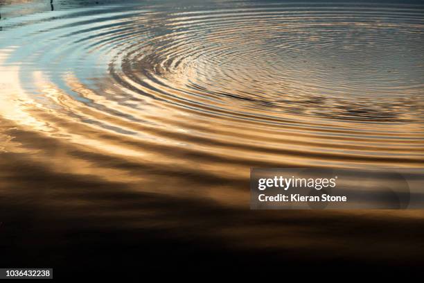 golden ripples in the water - wellenförmig stock-fotos und bilder