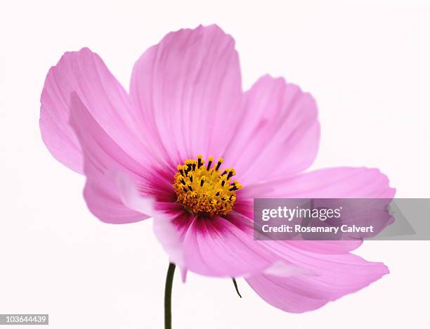 beautiful pink, soft focus cosmos flower. - cosmos flower stock pictures, royalty-free photos & images