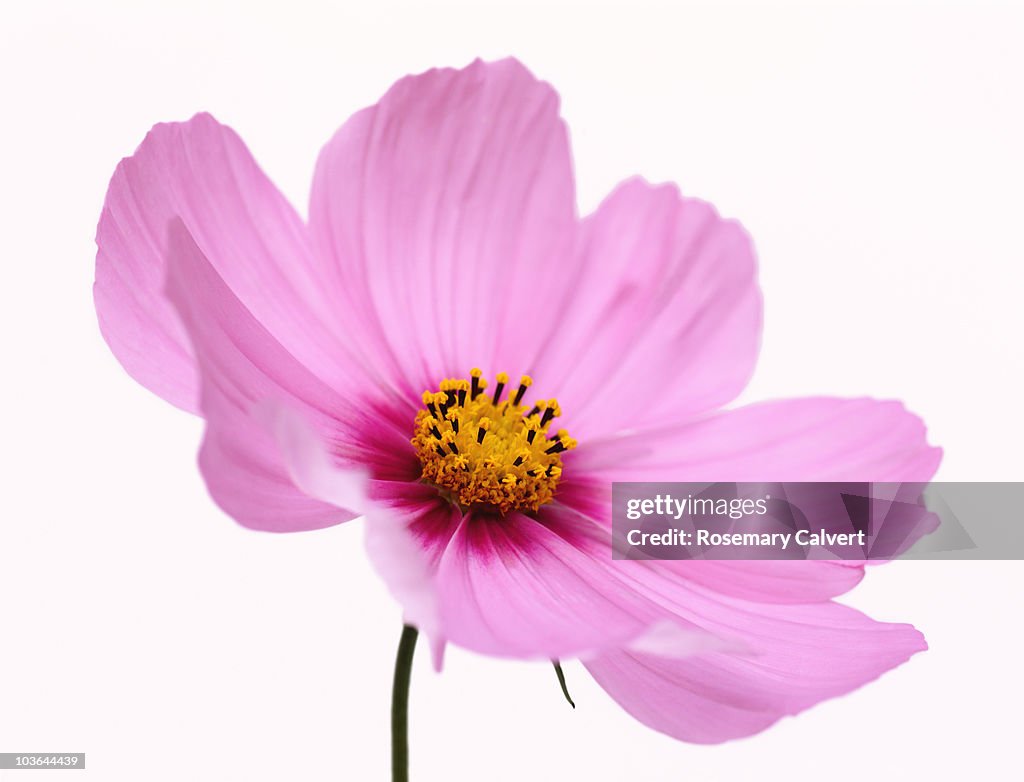 Beautiful pink, soft focus cosmos flower.