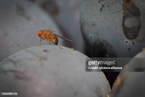 Spotted-wing drosophila sits on a grape of wine type Portuguese in the vineyard of family Mohr in Bensheim an der Bergstrasse, Germany, 10 September...