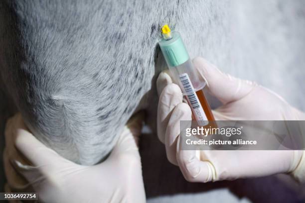 Syringe with artificial blood is held to a horse during the demonstration of horse doping test in a stable in Riesenbeck, Germany, 09 January 2013....