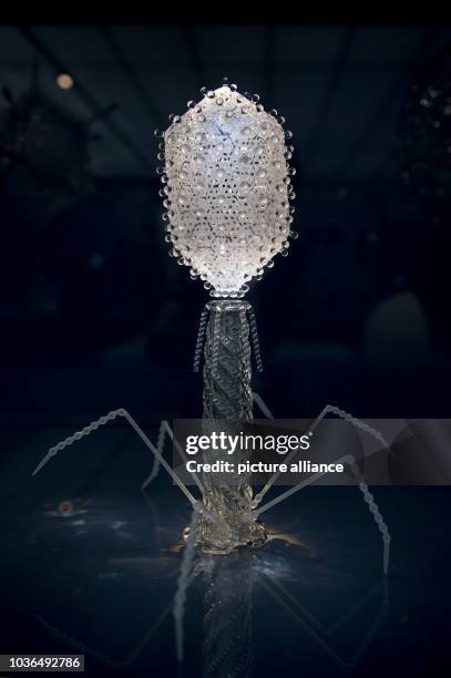 Bacteriophage' can be seen in the 'Glass Viruses' case in the newly conceived theme room 'Living and Dying' in the permanent exhibition 'Human...