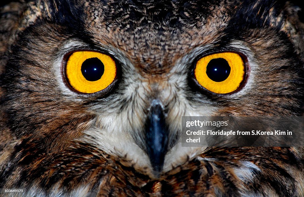 Eagle owl eyes