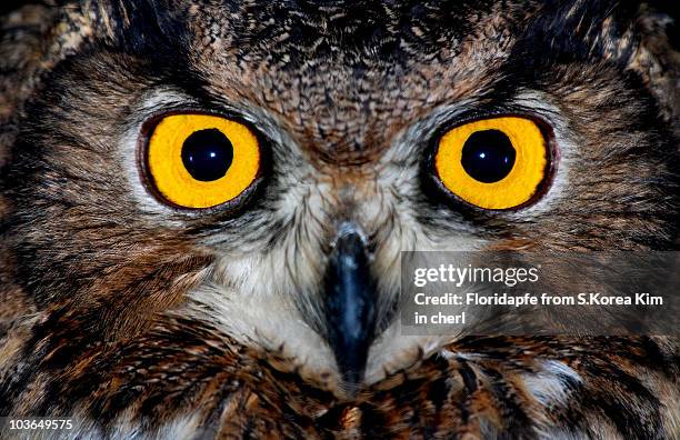 eagle owl eyes - buboes stock pictures, royalty-free photos & images