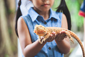 Asian child girl holding and playing with chameleon with curious and fun