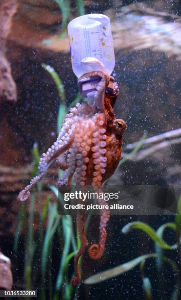 Young octopus tries to open a feeding bottle at Sea Life in Berlin, Germany, 15 October 2013. The young animal has been put into the aquarium today...