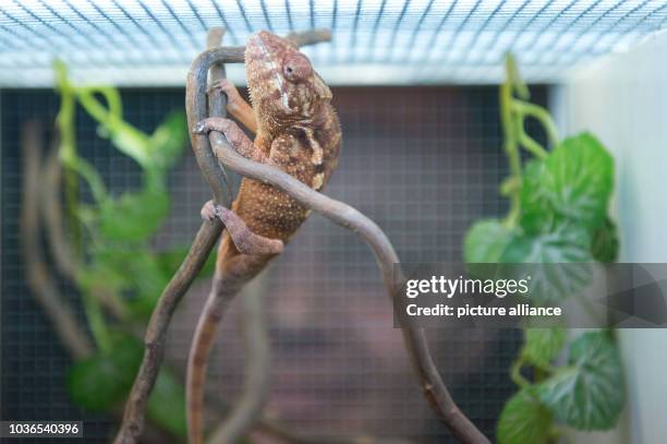 Dealer offers a panther chameleon for sale at the terrarium fair in Berlin, Germany, 02 February 2013. Around 50 exhibitors are taking part in the...