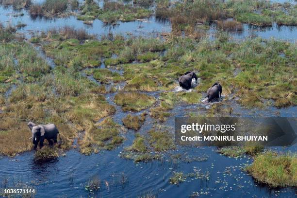 This aerial photograph shows elephants roaming in the plains of the Chobe district in the northern part of Botswana, on September 20, 2018. -...