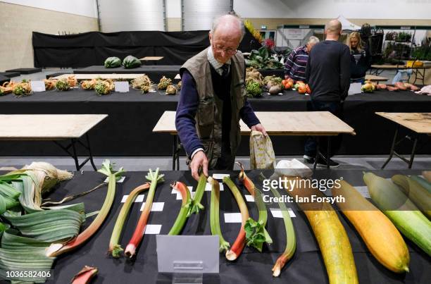 Pete Glazebrook from Newark arranges his giant Rhubarb as he prepares for the giant vegetable competition on the first day of the Harrogate Autumn...