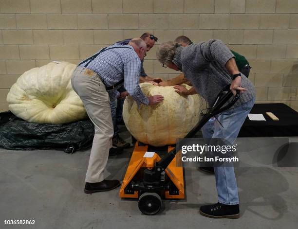 Judges lift a giant pumpkin onto a trolley to be weighed during the giant vegetable competition on the first day of the Harrogate Autumn Flower Show...