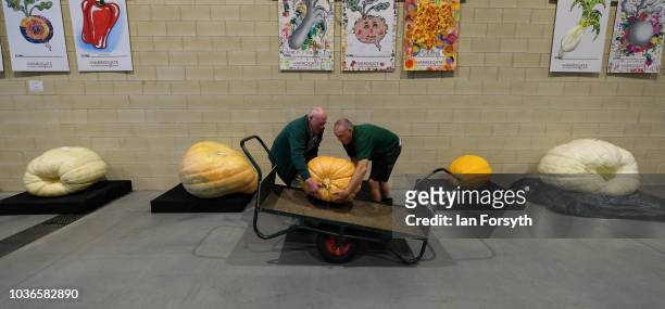 Judges lift a giant pumpkin onto a trolley to be weighed during the giant vegetable competition on the first day of the Harrogate Autumn Flower Show...