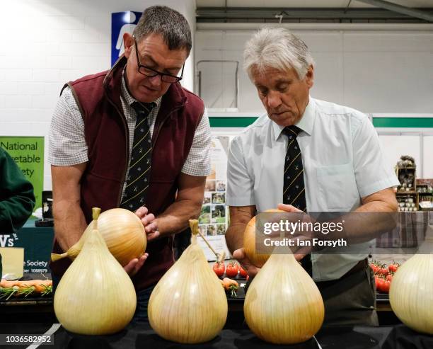 Judges inspect the dressed onions on the first day of the Harrogate Autumn Flower Show held at the Great Yorkshire Showground on September 14, 2018...