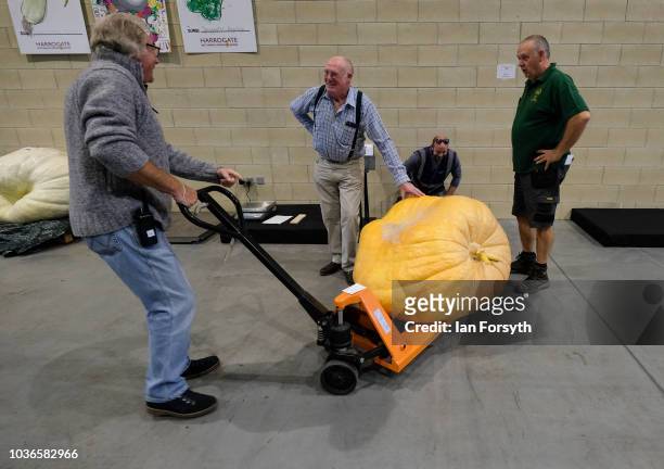 Judges take a break after lifting a giant pumpkin onto a trolley to be weighed during the giant vegetable competition on the first day of the...