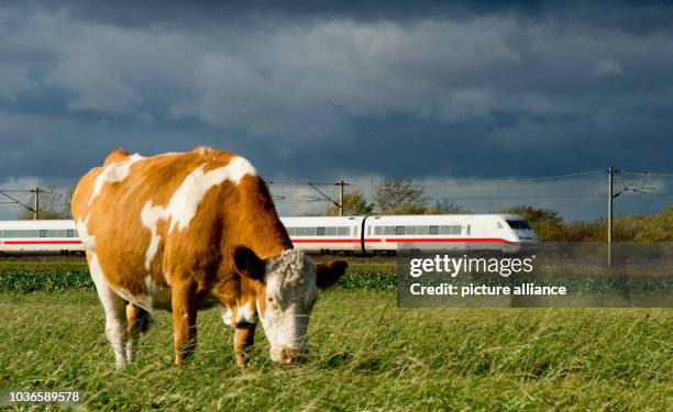 Cow Express Train 1,201 Cow And Trains Stock Photos, High-Res Pictures, and Images ...