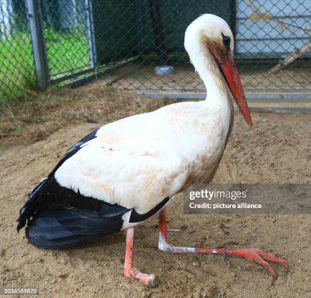 An injured white stork sits on the ground in a aviary at the 'Storchenhof' stork sanctuary in Loburg, Germany, 16 June 2016. A veterinarian will...