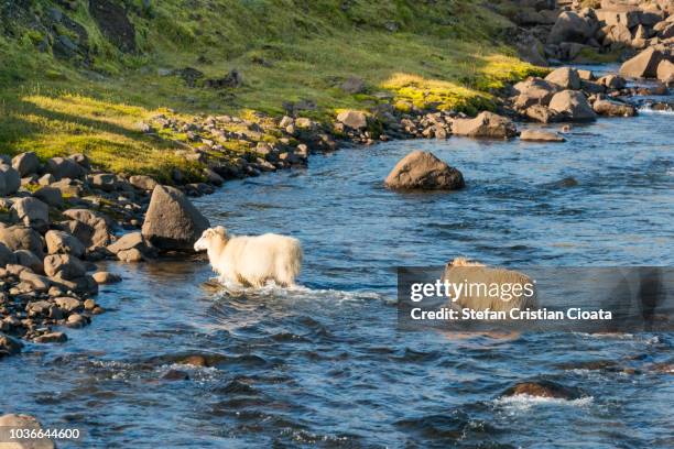 sheep crossing a river in iceland - icelandic sheep stock pictures, royalty-free photos & images