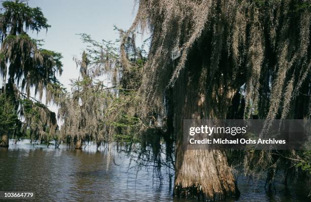 11 Bayou Chicot Louisiana Stock Photos, HighRes Pictures, and Images