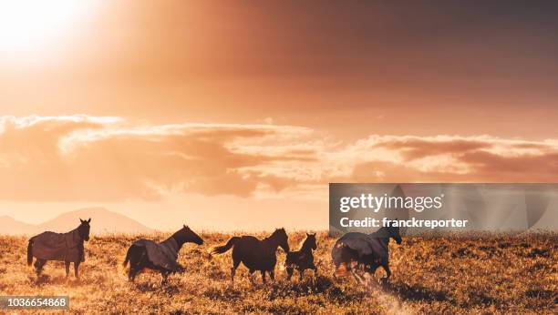 wild horses in australia - australian light horse stock pictures, royalty-free photos & images