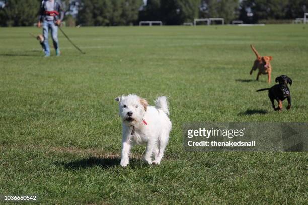 dogs running towards camera with dog walker - dog sitter stock pictures, royalty-free photos & images