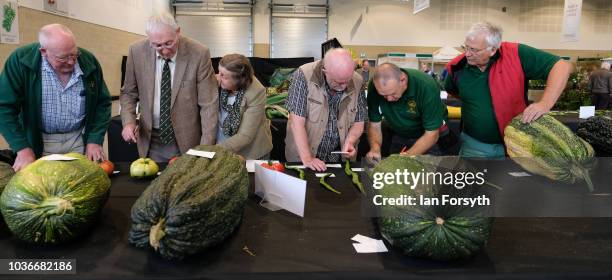 Judging takes place in the marrow category at the giant vegetable competition on the first day of the Harrogate Autumn Flower Show held at the Great...