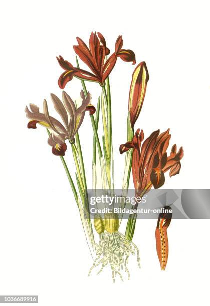 Iris reticulata, Netted Iris. Netzblatt-Schwertlilie, Netzblatt-Iris, Zwerg-Iris oder Netz-Schwertlilie, digital improved reproduction from a print...