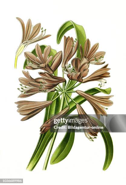 Agapanthus umbellatus, African Lily, digital improved reproduction from a print of the 19th century