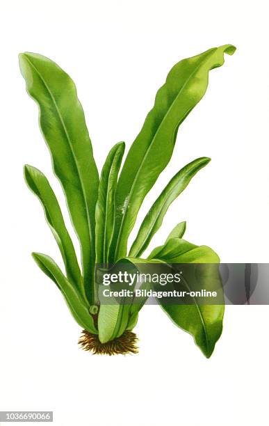 Asplenium nidus, Bird's Nest Fern. Nestfarn, digital improved reproduction from a print of the 19th century