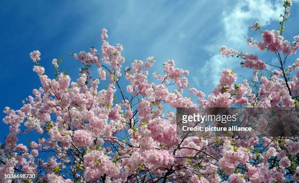Bei Sonnenschein, blauem Himmel und Temperaturen um die 17 Grad blüht am in Düsseldorf ein japanischer Kirschbaum. Die japanischen Kirschblüten sind...