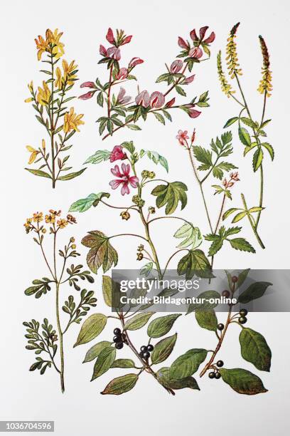 Heilpflanzen, FÅ rberginster, Dorniger Hauhechel, Honigklee, Malve, Storchschnabel, Edelraute, Kreuzdorn, Faulbaum, digital improved reproduction of...